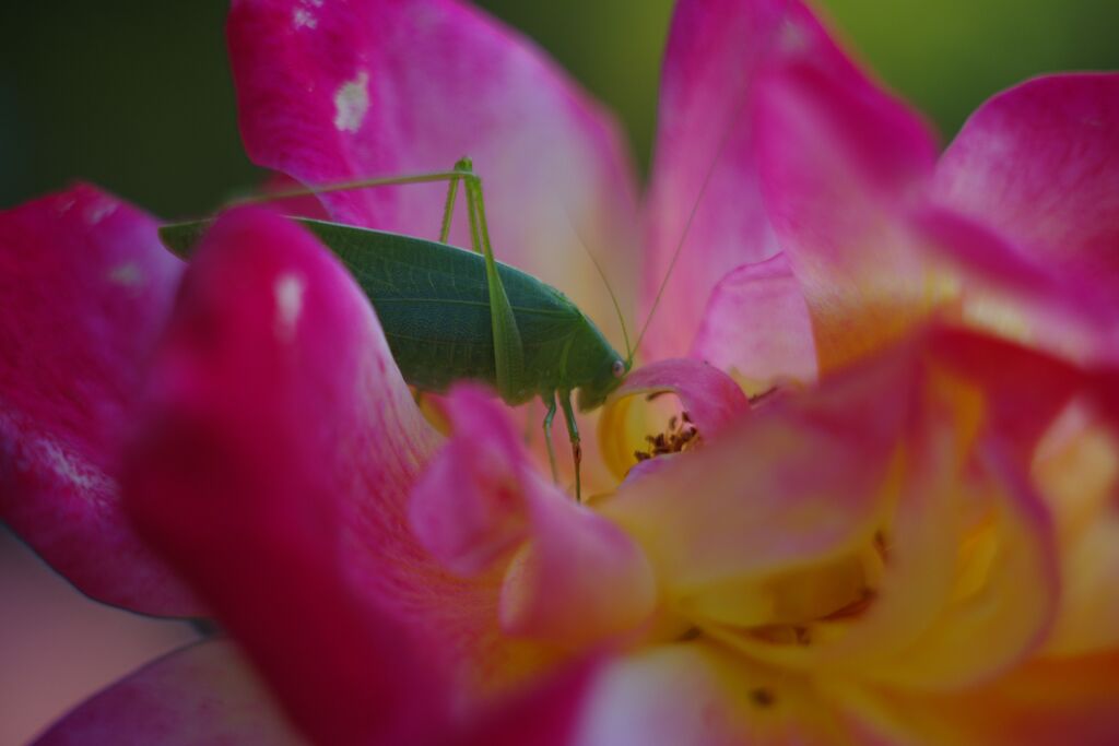 落日.　キリギリス