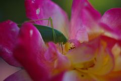 落日.　キリギリス