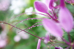 季夏　クレオメ　Ⅱ