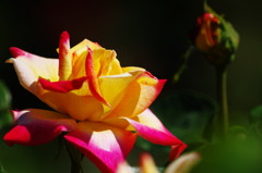 春爛漫　薔薇　Ⅱ