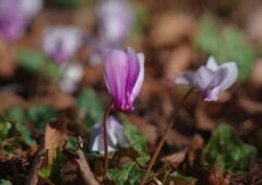 極月　原種シクラメン　Ⅱ