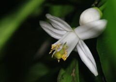 清涼　夏みかん