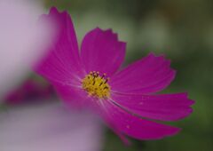 コスモス