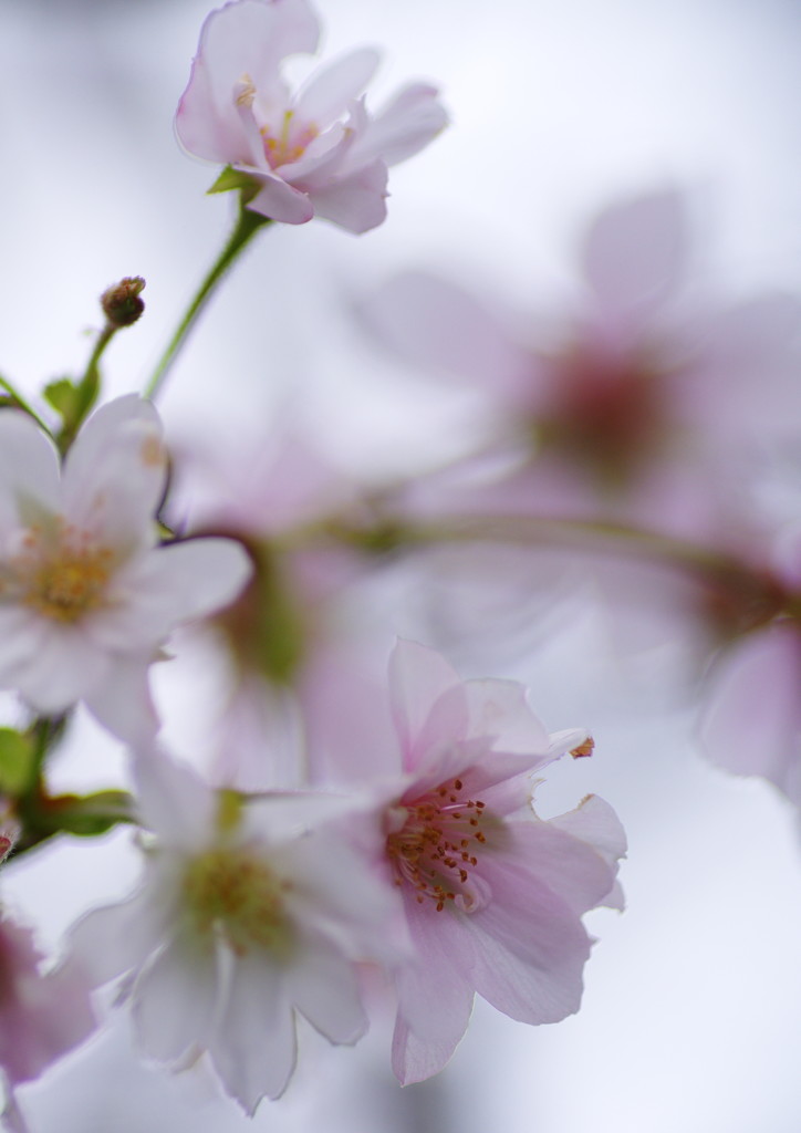 中秋　十月桜　Ⅲ