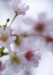 中秋　十月桜　Ⅲ