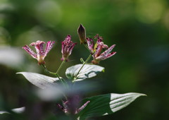 秋を探して　ホトトギス