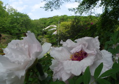 春の息吹　牡丹　Ⅱ