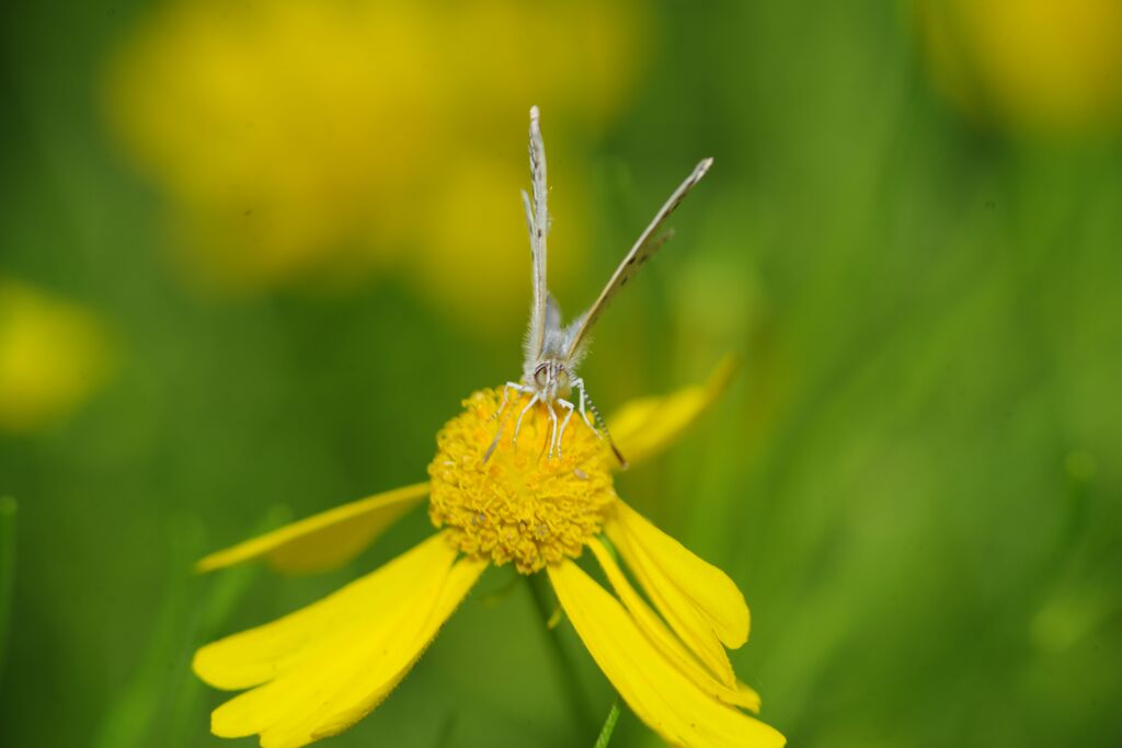 季夏　シジミチョウ　Ⅱ