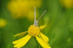 季夏　シジミチョウ　Ⅱ