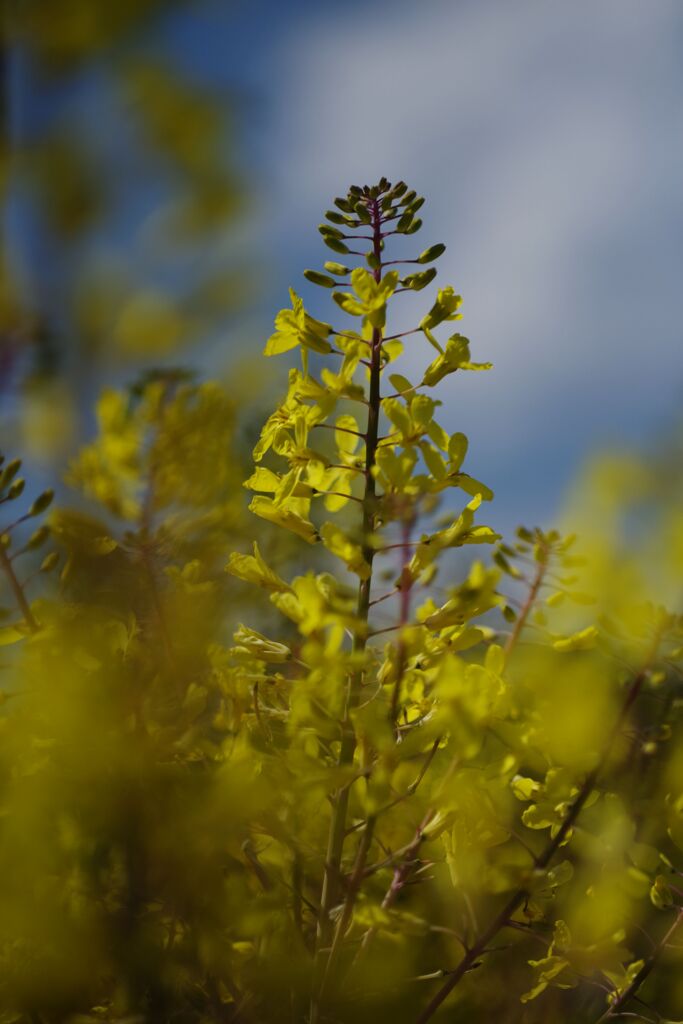 晩春　ミニハボタン　Ⅱ