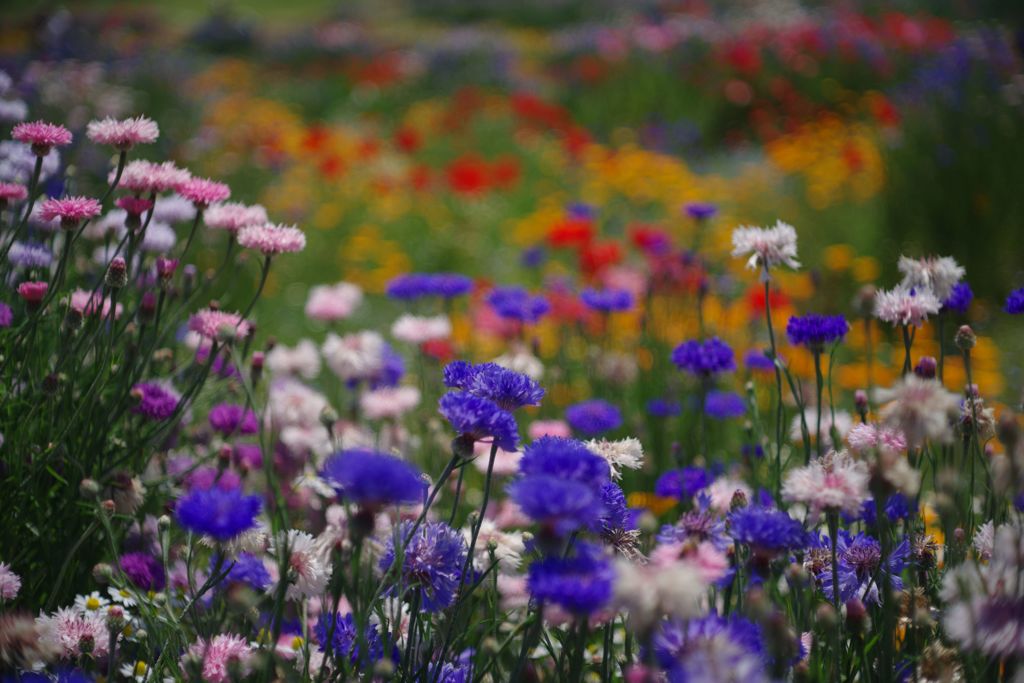 立夏　ブーケガーデン