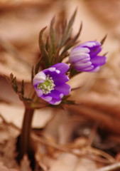 春を探して　キクザキイチゲ