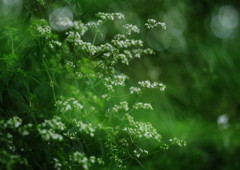 晩夏　オトコエシ(男郎花）