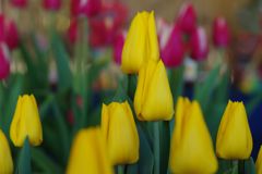 向春　チュリップ