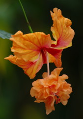 春爛漫　ハイビスカス　Ⅱ