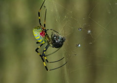 弱肉強食　ジョロウグモ　Ⅳ