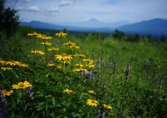 晩夏　遠くに富士山