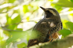 野鳥を探して　ツグミ　？　Ⅱ