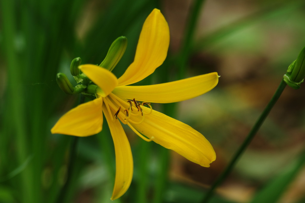春爛漫　ヒメキスゲ