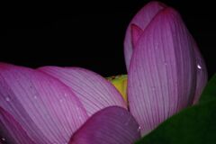 　はつ夏　古代ハス