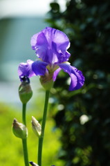 春爛漫　ドイツアヤメ？　Ⅱ