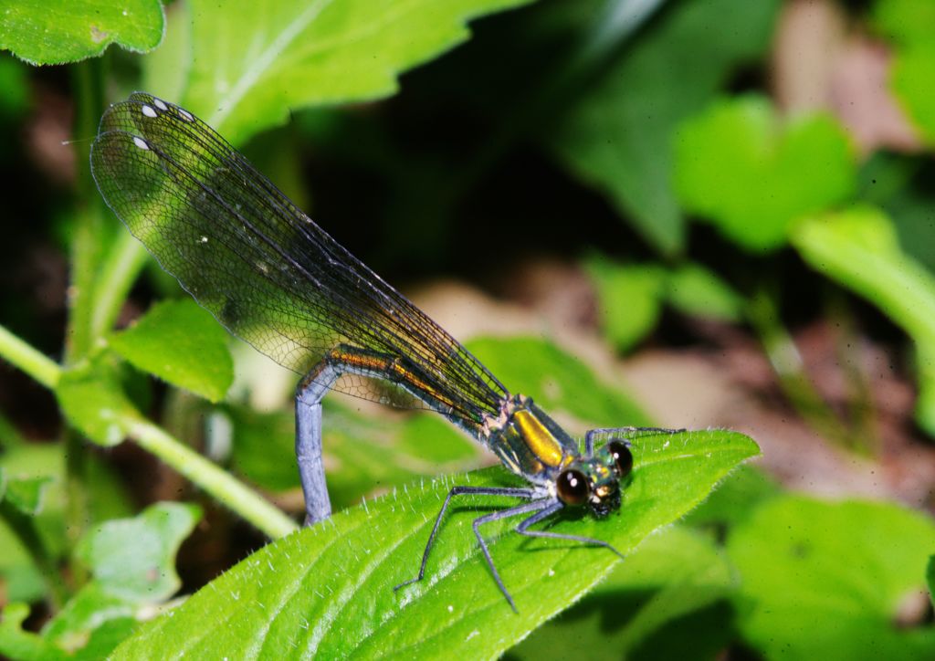 仲夏　イトトンボ（産卵中）