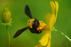 路傍　クマバチ