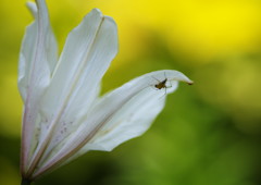 花と虫達　くも