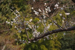 仲春　白梅　Ⅱ