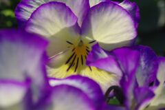 燐春　パンジー