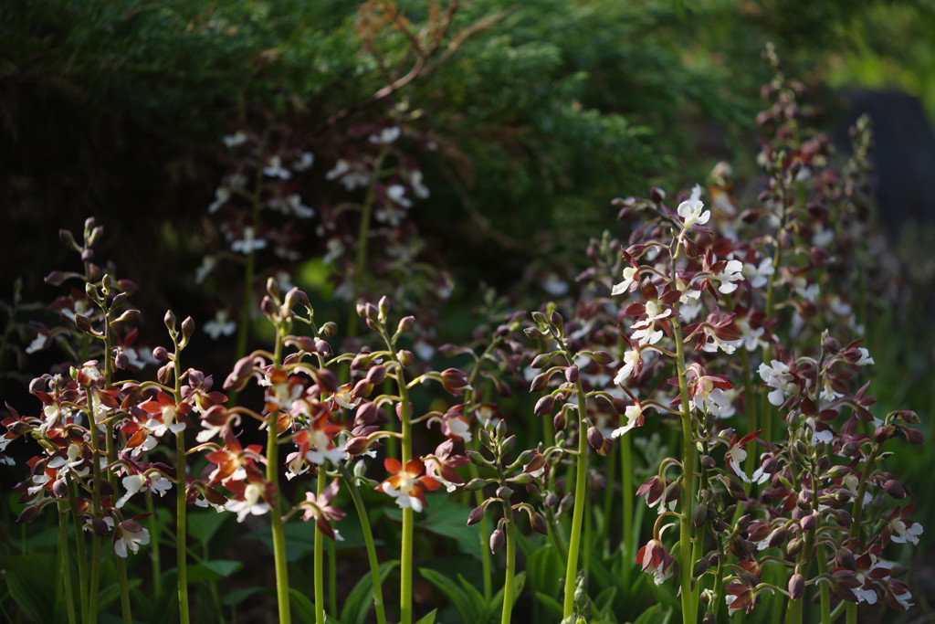 中春　エビネラン　Ⅱ