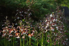 中春　エビネラン　Ⅱ