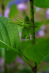 路傍　キリギリス？