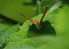 青楓　シジミチョウ