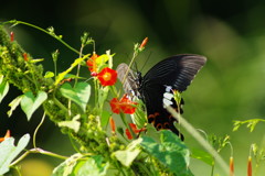 花と虫達　クロアゲハ　Ⅱ