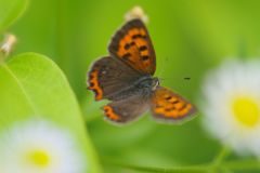 路傍　ベニシジミ　Ⅲ