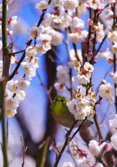 I野鳥を探して　メジロ　Ⅱ