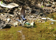 春の息吹　ツバメ