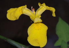 仲夏　キショウブ