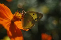 寒露　モンキチョウ