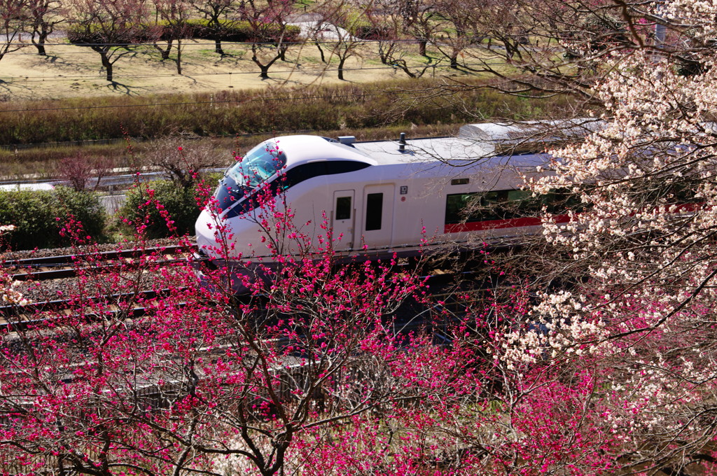 は～るが来た　旅だ