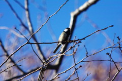 野鳥を探して　シジュウカラ