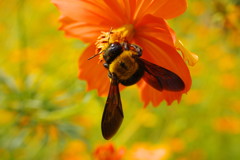 花と虫達　クマバチ