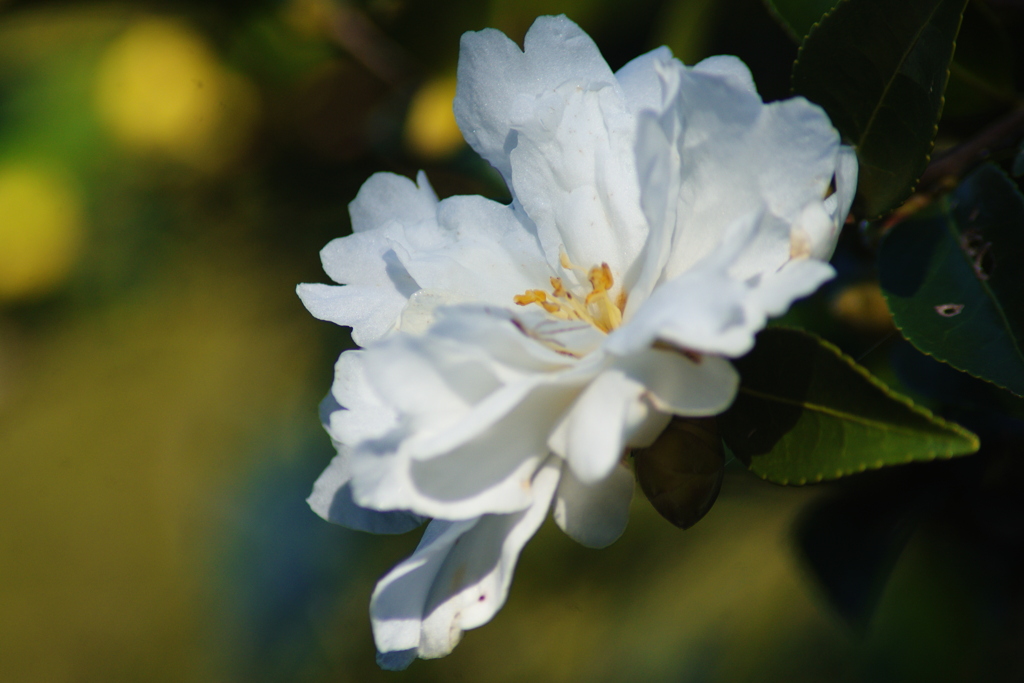 山茶花