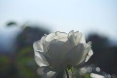 落日.　バラ　Ⅱ