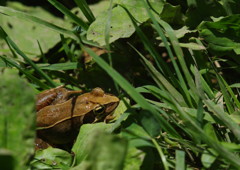 路傍　ヒキガエル？　Ⅱ