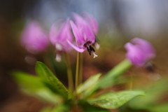 OLDLENS  カタクリ