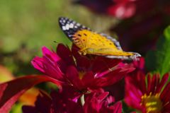 寒露　ツマクロヒョウモン