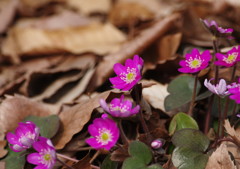春を探して　ユキワリソウ？