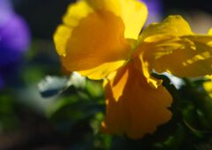 極月　パンジー　Ⅱ